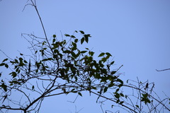 Secamone elliptica