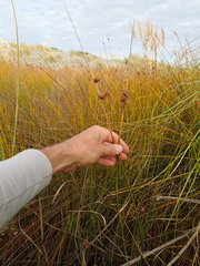 Juncus edgariae