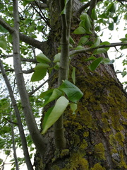 Populus maximowiczii × populus trichocarpa