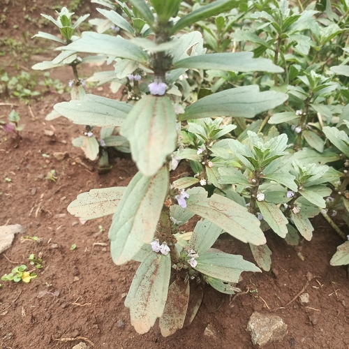 Ajuga integrifolia observed 2026-08-04