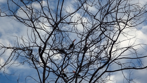 Toco Toucan