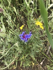Centaurea montana