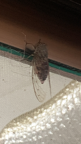 Autumn Cicada