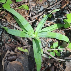 Carex platyphylla, photograph (c) adam1420, some rights reserved (CC BY)