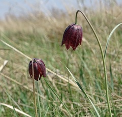 Fritillaria meleagroides