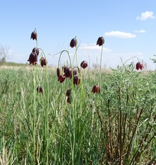 Fritillaria meleagroides