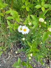 Leucanthemum vulgare