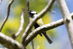 Parus major