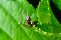 Parapodisma setouchiensis