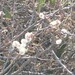 Acacia mellifera