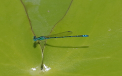 Austroagrion exclamationis