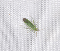 Orthotylinae