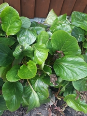 Bergenia crassifolia