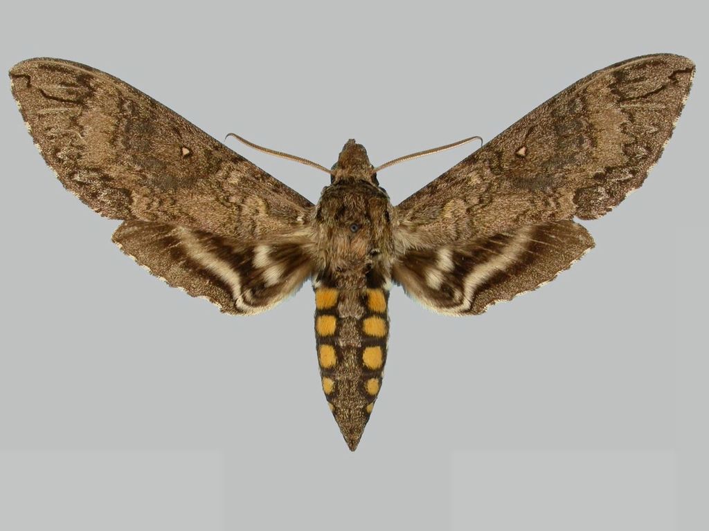 Manduca diffissa