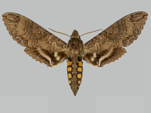Manduca diffissa