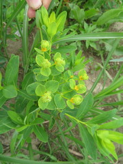Euphorbia adenochlora