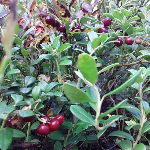 Lingonberry
