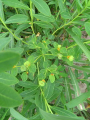 Euphorbia adenochlora