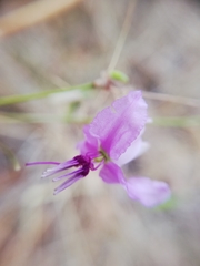 Dichopogon capillipes
