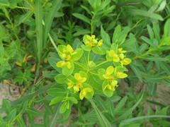 Euphorbia adenochlora