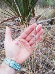 Dichopogon capillipes