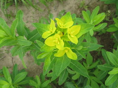 Euphorbia adenochlora