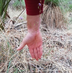 Dichopogon capillipes