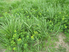 Euphorbia adenochlora