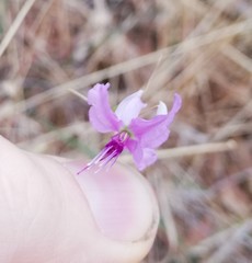 Dichopogon capillipes