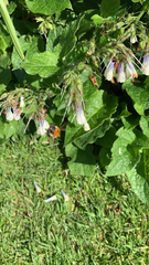 Bombus pascuorum