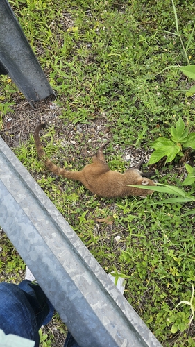 White-nosed Coati