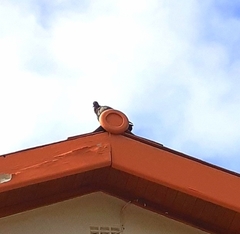 Columba livia domestica