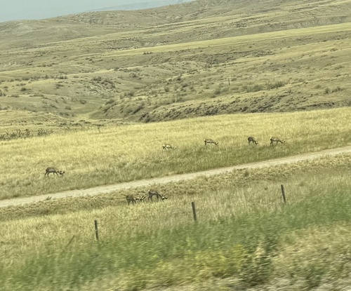Pronghorn