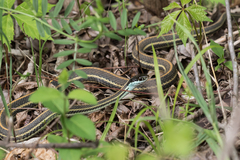 Thamnophis proximus proximus