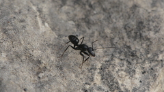 Camponotus foreli