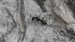 Camponotus foreli