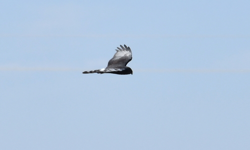 iNaturalist image