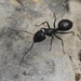 Camponotus foreli - Photo (c) Simon Popy, algunos derechos reservados (CC BY), uploaded by Simon Popy