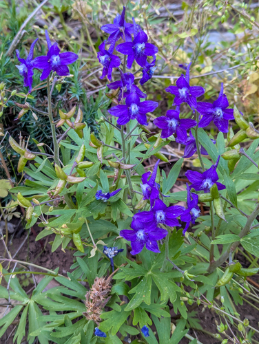 Delphinium tricorne, photograph 2