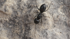 Camponotus foreli