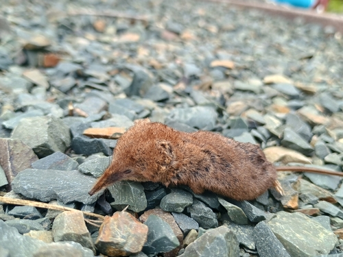 Masked Shrew observed by tytoleif