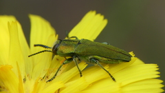 Anthaxia hungarica