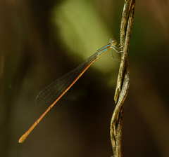 Aciagrion pallidum