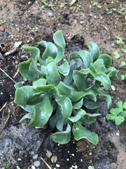 Crassula arborescens undulatifolia