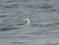 Thalasseus sandvicensis