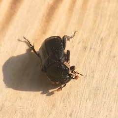 Nicrophorus humator