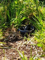 Dolichophis jugularis