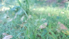 Ottochloa gracillima