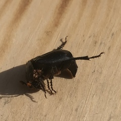Nicrophorus humator