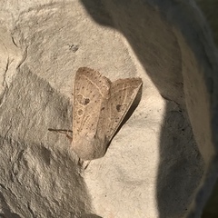 Orthosia gracilis